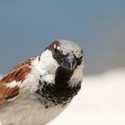 ein Vogel in Spanien