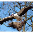 Ein Vogel komm geflogen