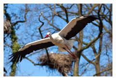 Ein Vogel komm geflogen