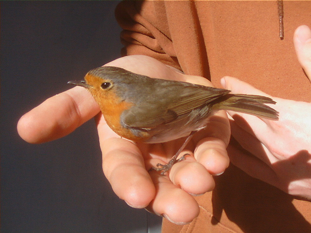 Ein Vogel kommt geflogen...