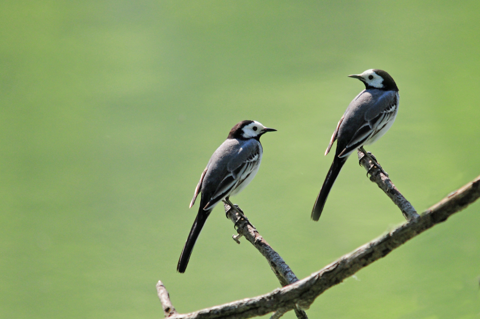 Ein Vogel kommt selten alleine - Bachstelze