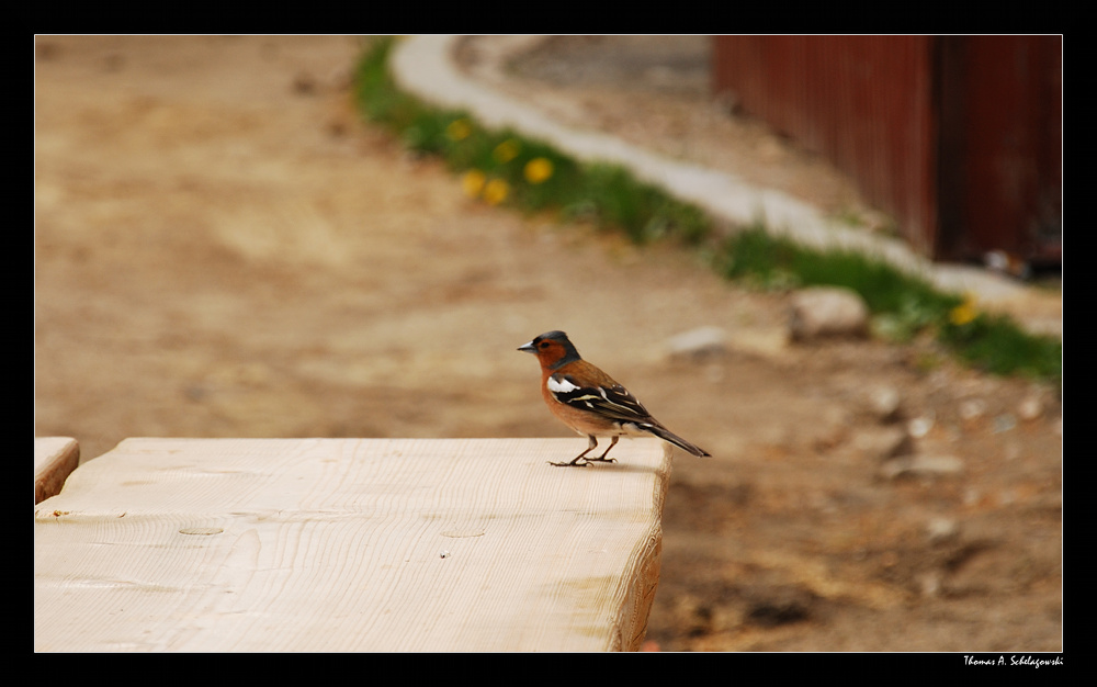 Ein Vogel macht Rast