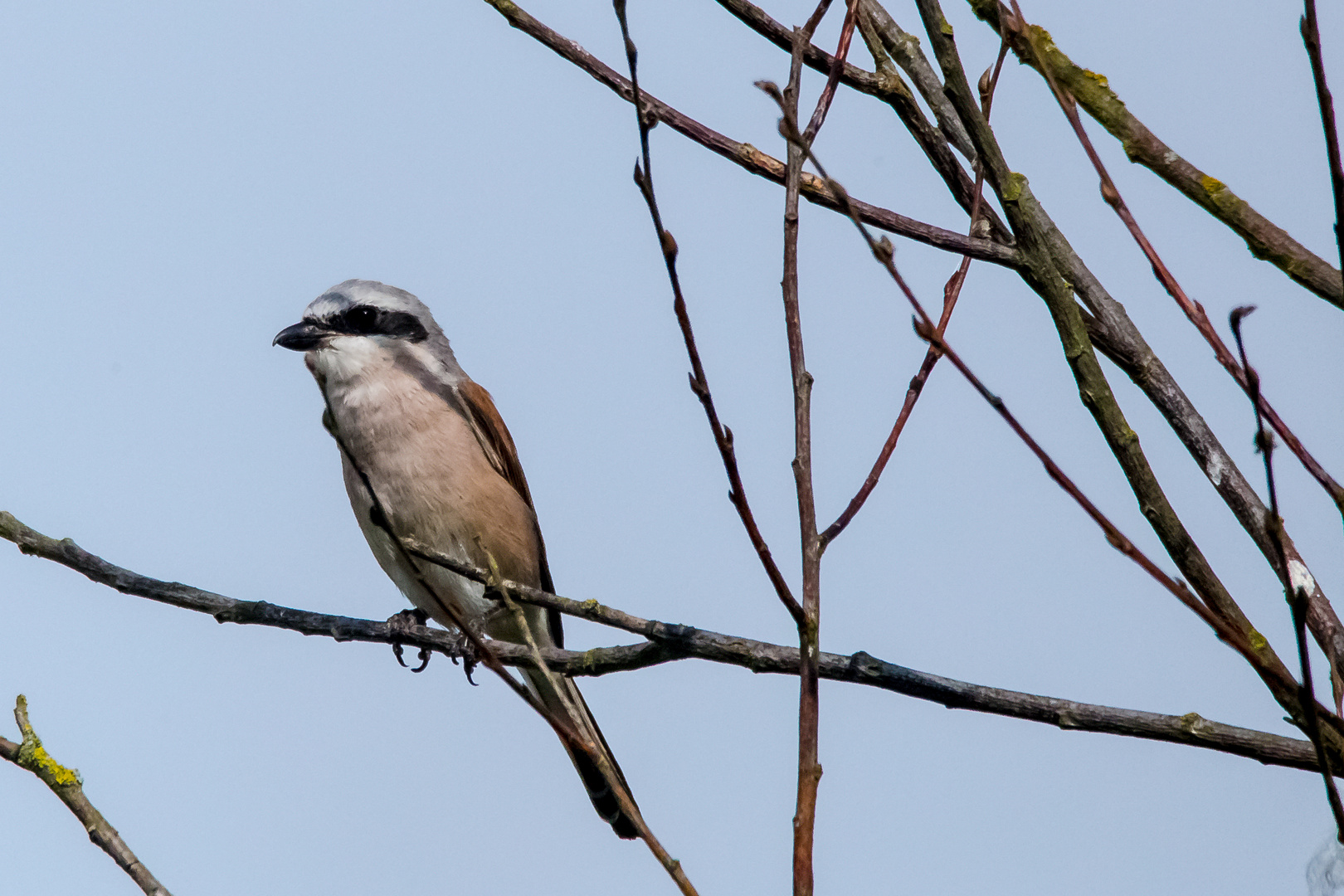 Ein Vogel mit Augenbinde (Neuntöter)