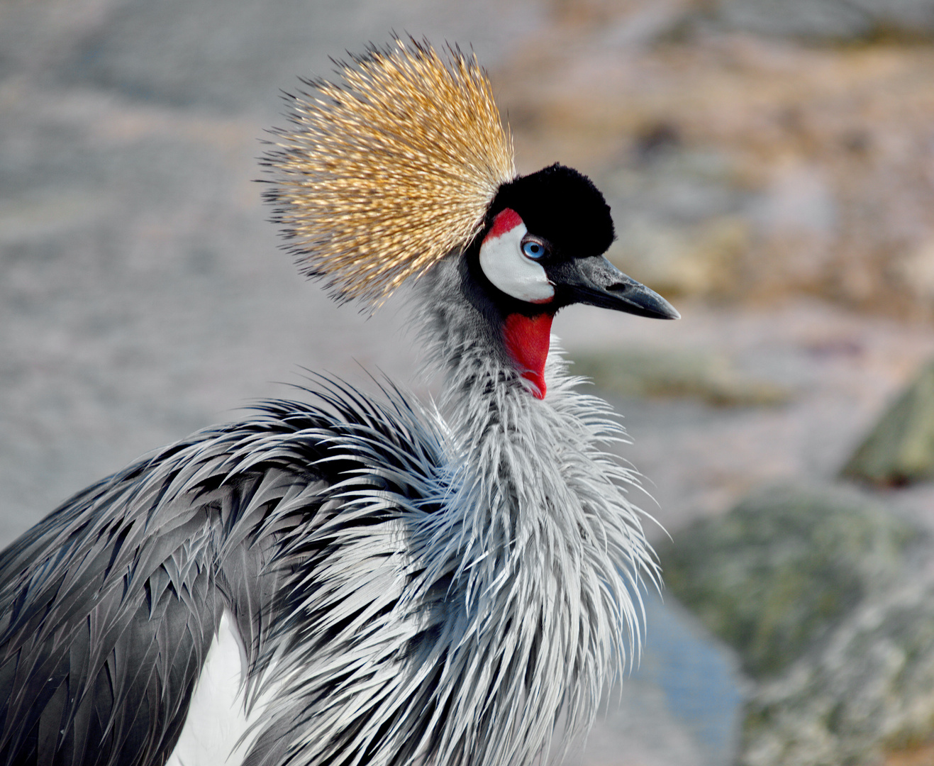 Ein Vogel mit Krone Foto & Bild tiere, zoo, wildpark & falknerei, vögel Bilder auf