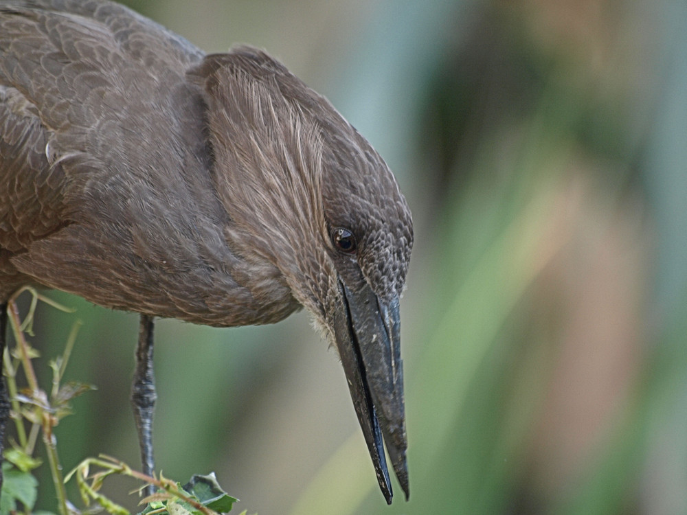 Ein Vogel... nur welcher?