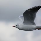 Ein Vogel über Wasser.....