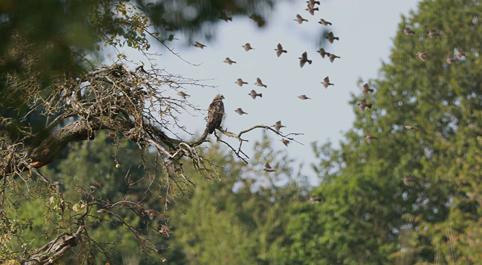 Ein Vogel unter Vögeln