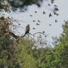 Ein Vogel unter Vögeln