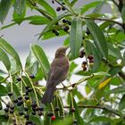 Ein Vogel wartet auf seinen Bräutigam