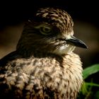 Ein Vogel wollte Hochzeit feiern.....