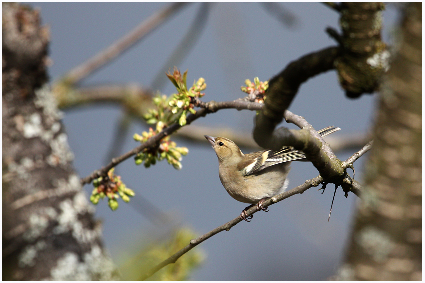 ... ein Vogel wollte Hochzeit halten ...