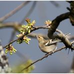 ... ein Vogel wollte Hochzeit halten ...