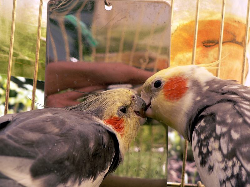 Ein Vogel wollte Hochzeit halten...