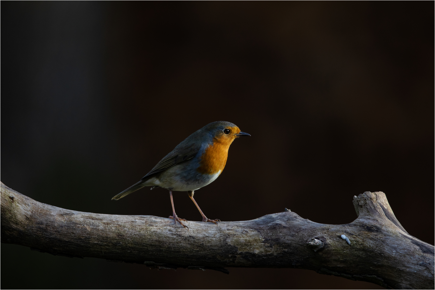 Ein Vogel zum Nachahmen für 2020