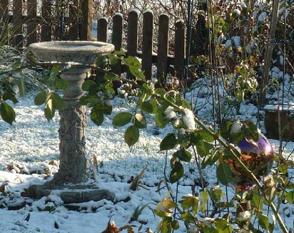 Ein Vogelbad wird zum Eislaufteich