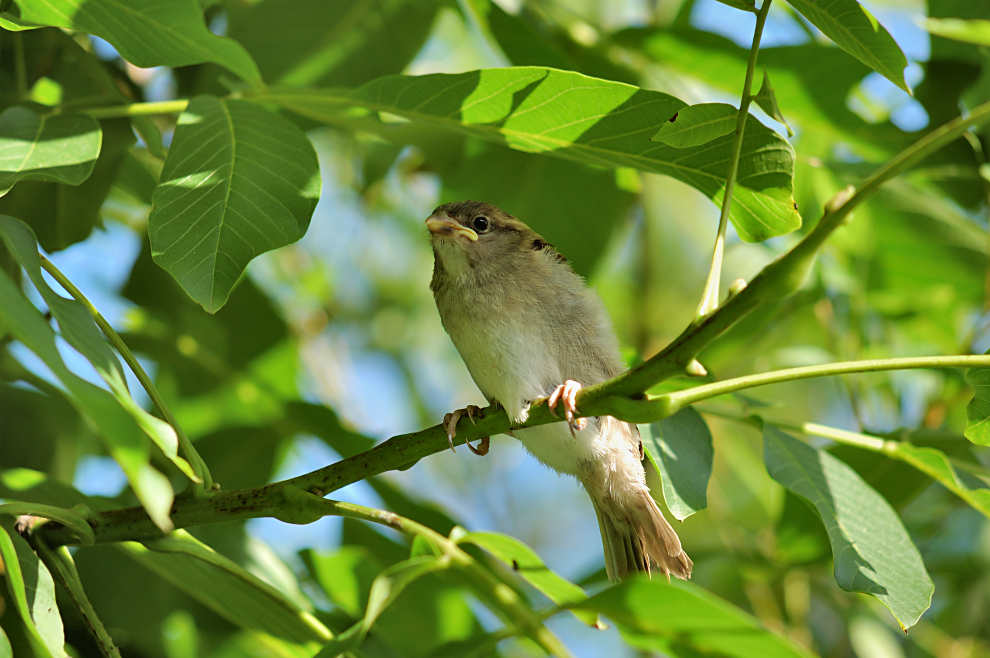 ein Vogelbild