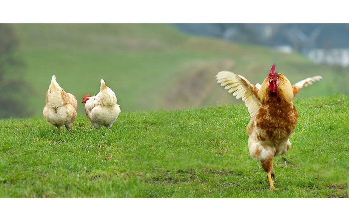 ein vogelbild hätt ich noch...