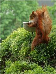 Ein Vogelfutter-Dieb!