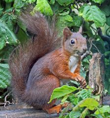 Ein Vogelfutterdieb im Sommer am  Morgen...