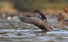 Ein vogelkundlicher Paukenschlag