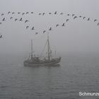 Ein Vogelschwarm wie Wangerooge