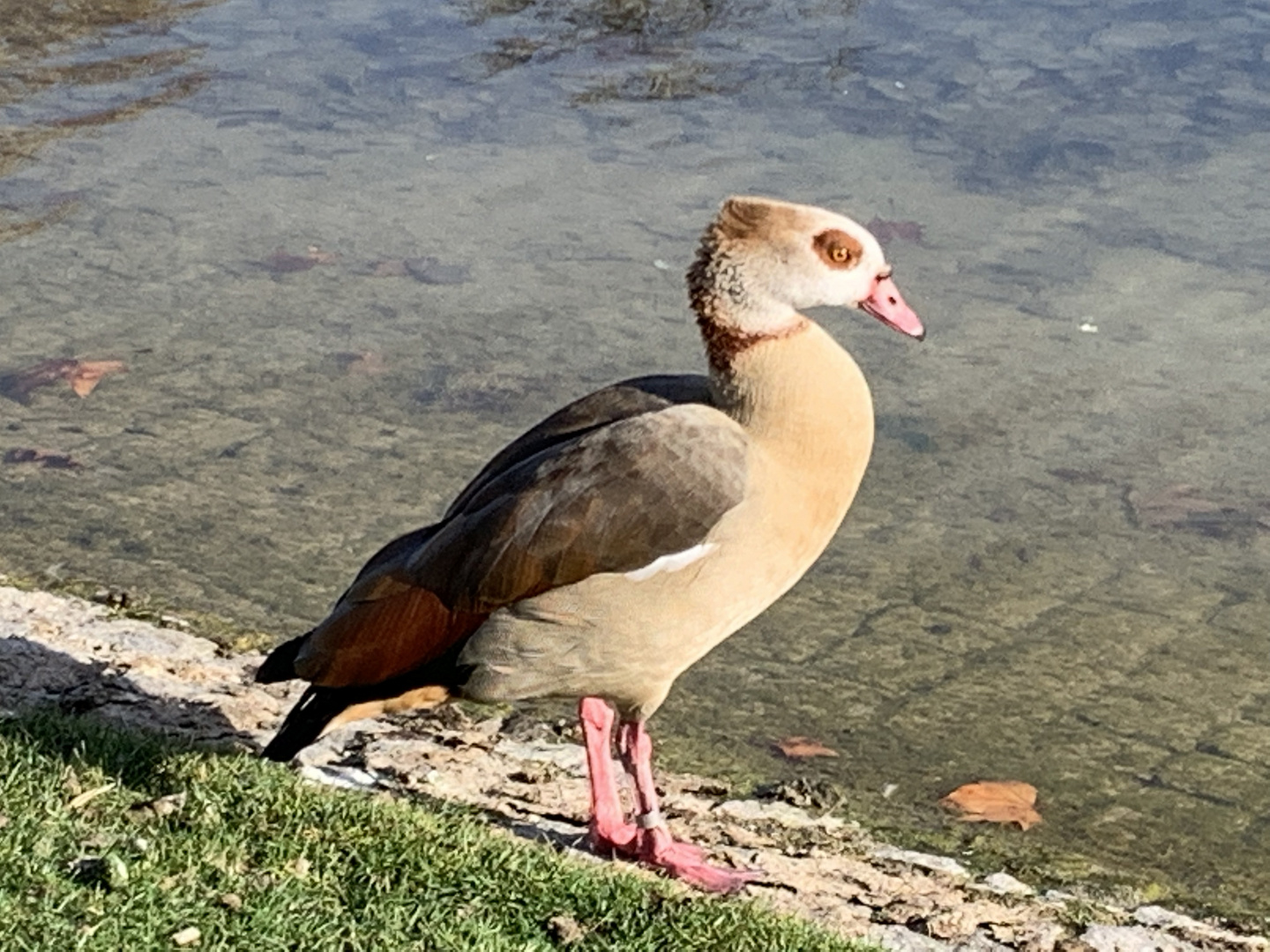 Ein Vogeltag