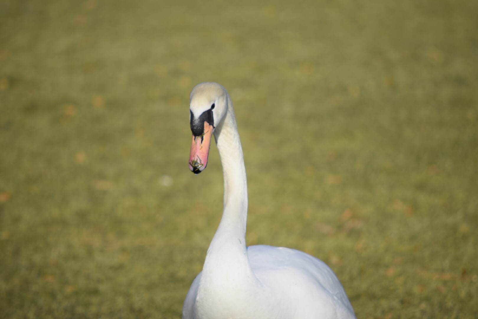 Ein Vogeltag