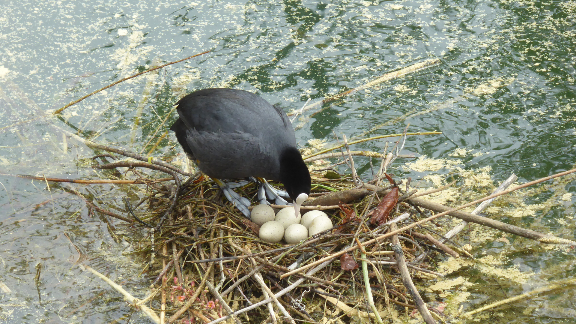 Ein volles Nest