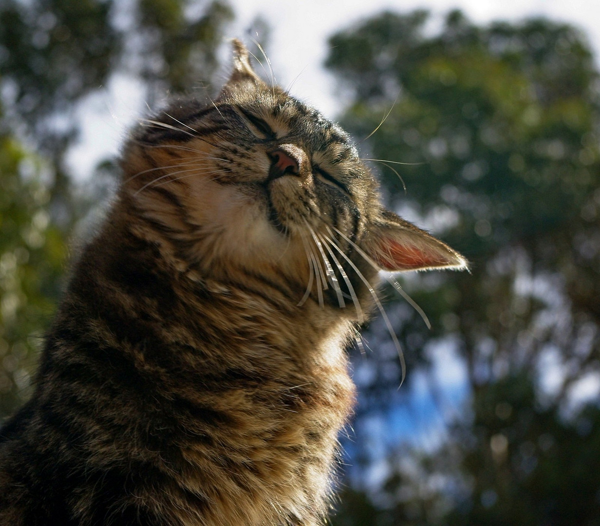 ein vollkommen zufriedener Kater