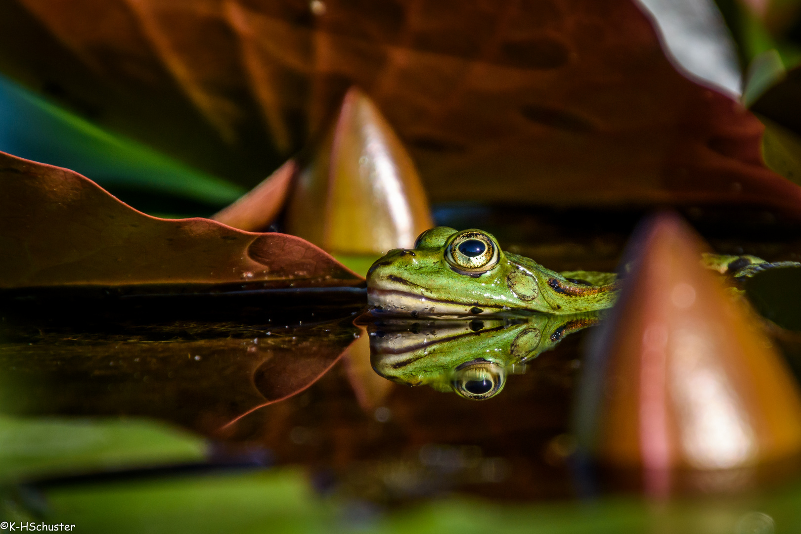 Ein von der Abendsonne beschienener Frosch in seinem Teich.