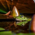 Ein von der Abendsonne beschienener Frosch in seinem Teich.