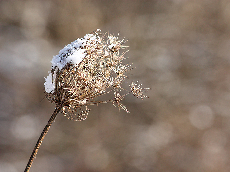 - Ein von Schnee berieselter Wiesenbärenklau -