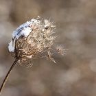 - Ein von Schnee berieselter Wiesenbärenklau -