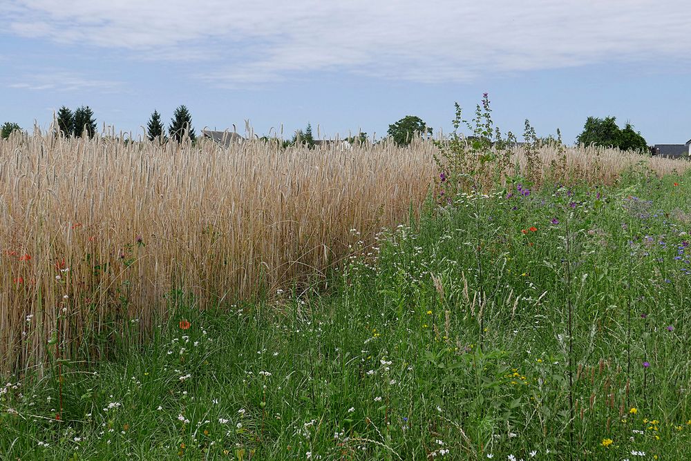 Ein vorbildlicher, weil insektenfreundlicher ca. 3m breiter blühender Feldrand ... 