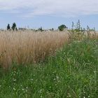 Ein vorbildlicher, weil insektenfreundlicher ca. 3m breiter blühender Feldrand ... 