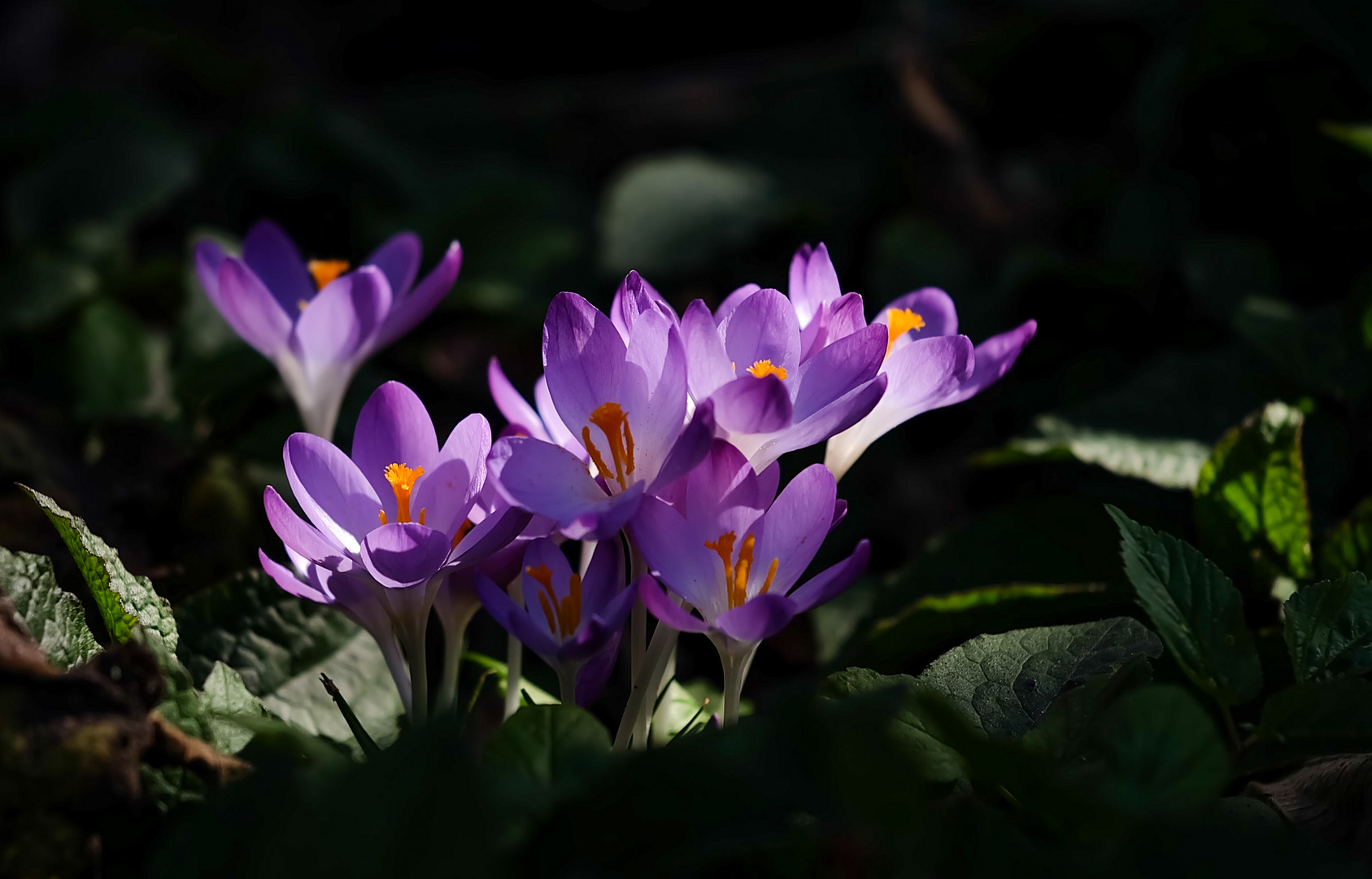 Ein Vorgeschmack auf den Frühling