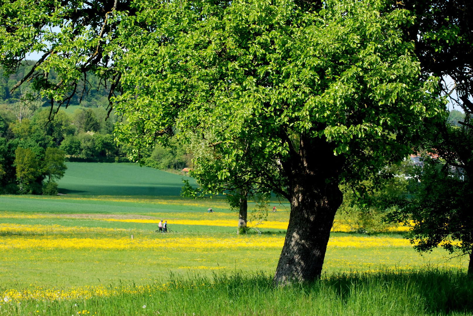 ein Vorgeschmack auf den Frühling...