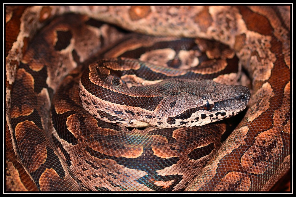 Ein Vormittag im Berliner Zoo 1 - Acrantophis dumerili-Südliche ...