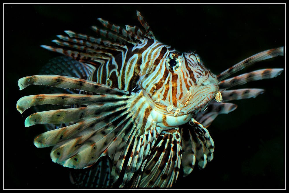 Ein Vormittag im Berliner Zoo 10 - Pteroia volans-Rotfeuerfisch