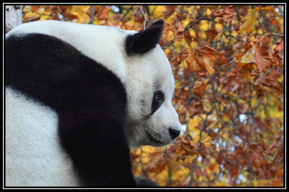 Ein Vormittag im Berliner Zoo 2 - Ailuropoda melanoleuca-Großer Panda