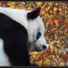 Ein Vormittag im Berliner Zoo 2 - Ailuropoda melanoleuca-Großer Panda