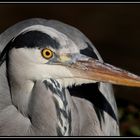 Ein Vormittag im Berliner Zoo 3 - Ardea cinerea-Graureihe