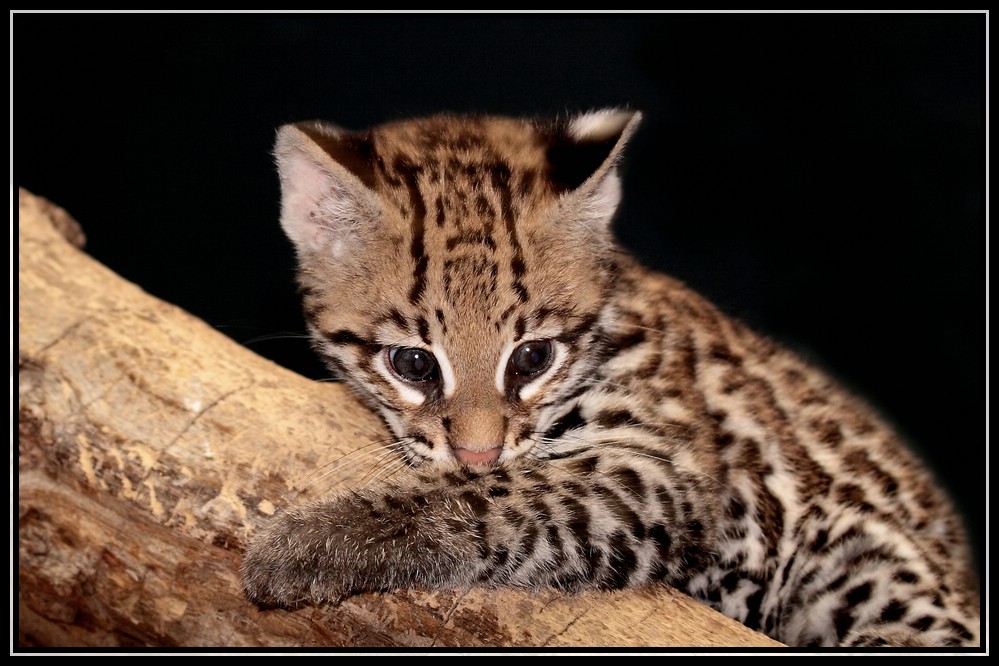 Ein Vormittag im Berliner Zoo 6 - Leopardus pardalis-Ozelot