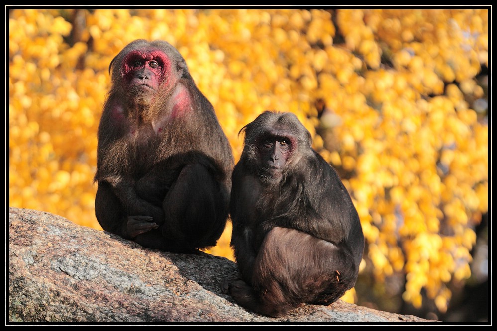 Ein Vormittag im Berliner Zoo 7 - Macaca arctoides-Bärenmakaken