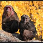 Ein Vormittag im Berliner Zoo 7 - Macaca arctoides-Bärenmakaken