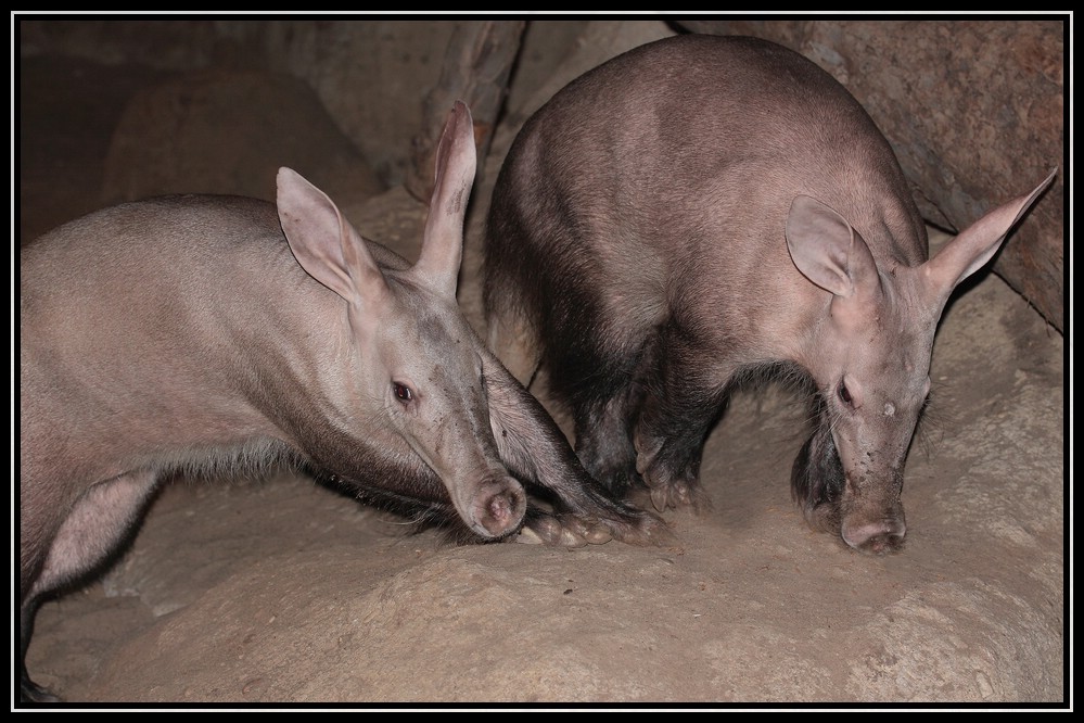 Ein Vormittag im Berliner Zoo 8 - Orycteropus-afer-Erdferkel