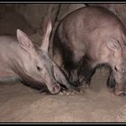 Ein Vormittag im Berliner Zoo 8 - Orycteropus-afer-Erdferkel