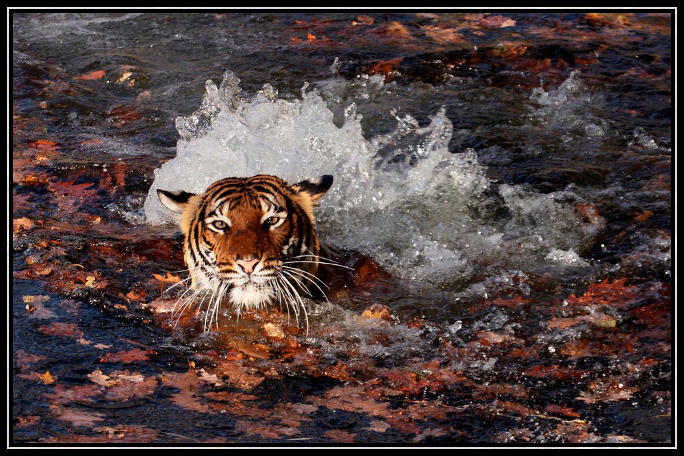 Ein Vormittag im Berliner Zoo 9 - Panthera tigris corbetti-Indochinesischer Tiger