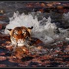 Ein Vormittag im Berliner Zoo 9 - Panthera tigris corbetti-Indochinesischer Tiger