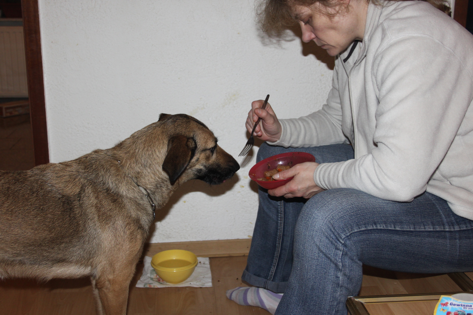 Ein vornehmer Hund frisst mit Gabel